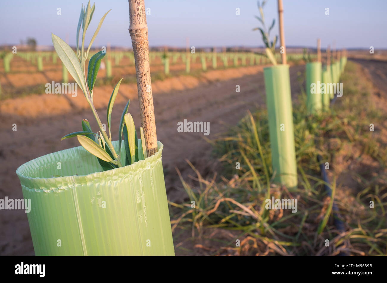 Olive young new trees plantation protected by tree shelter tubes. Closeup Stock Photo