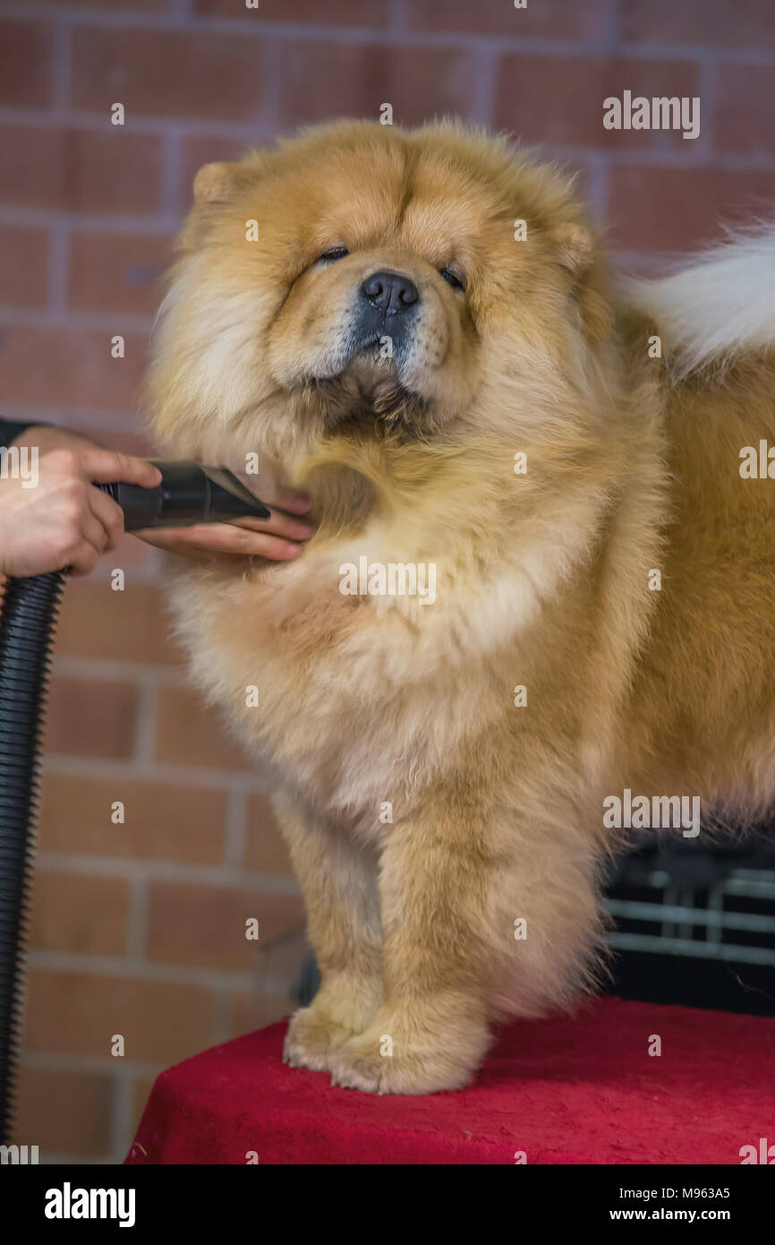 chow chow show