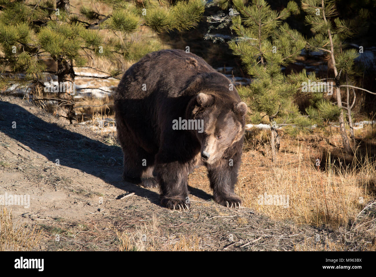 Grizzly bear in forest also called North American Brown Bear coming out of den in spring after winter hibernation Stock Photo