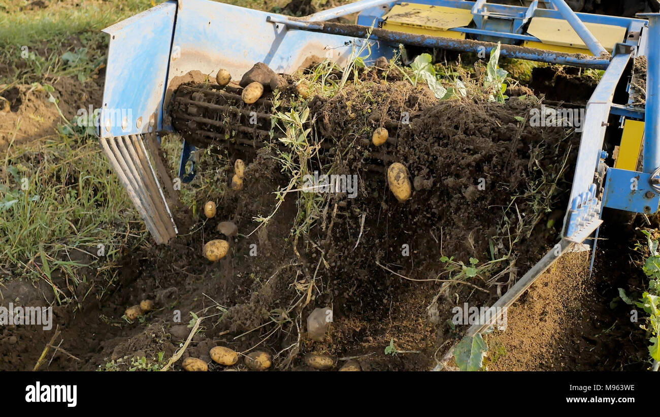 The mechanism of potato harvesting in work. autumn cleaning of potatoes. Peasants harvest the harvest. Stock Photo