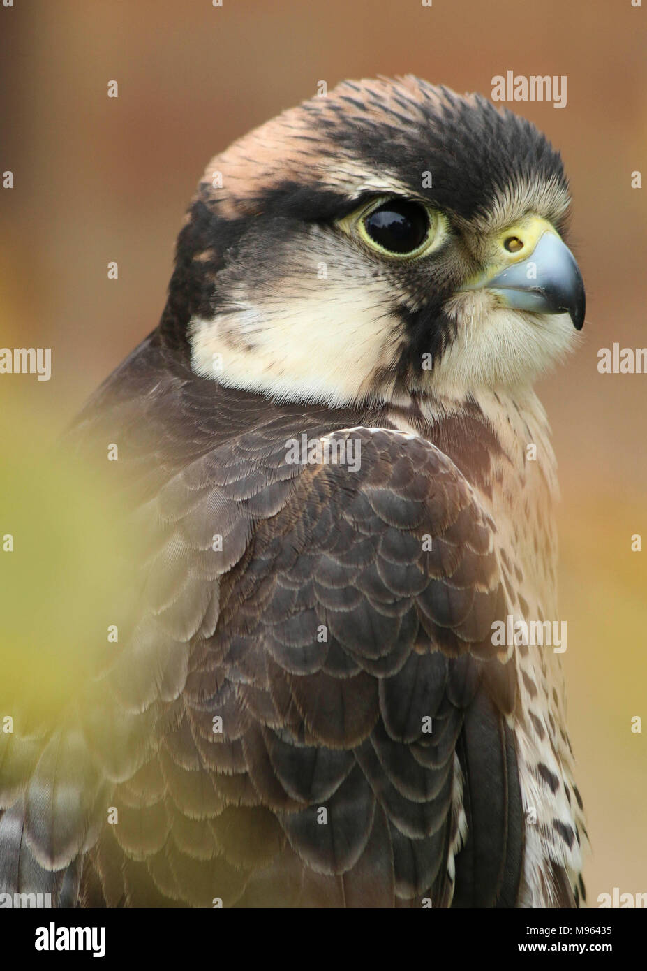 Portrait of a Saker Falcon Bird of Prey Stock Photo