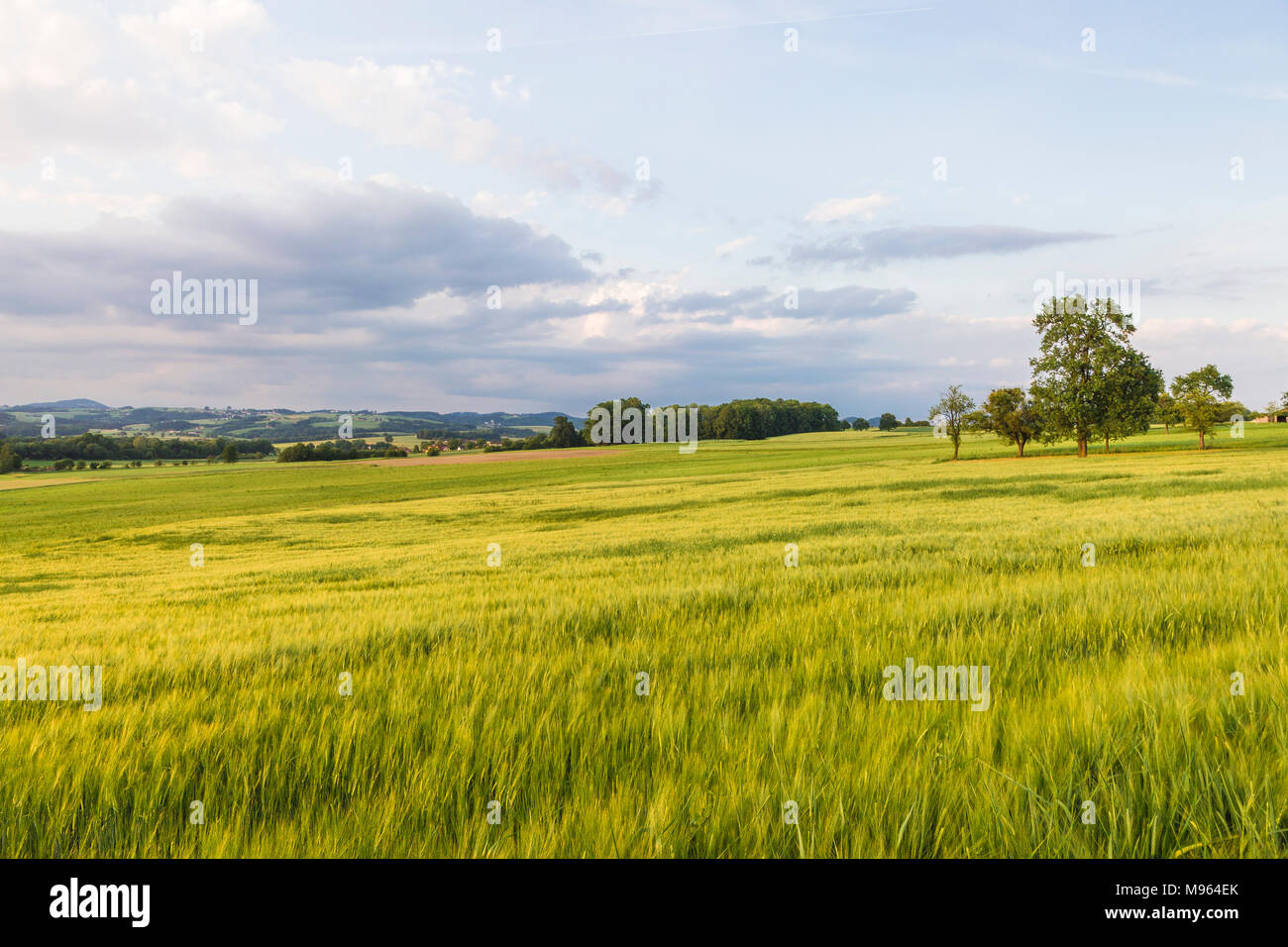 Kornfeld im Mühlviertel, Österreich Stock Photo