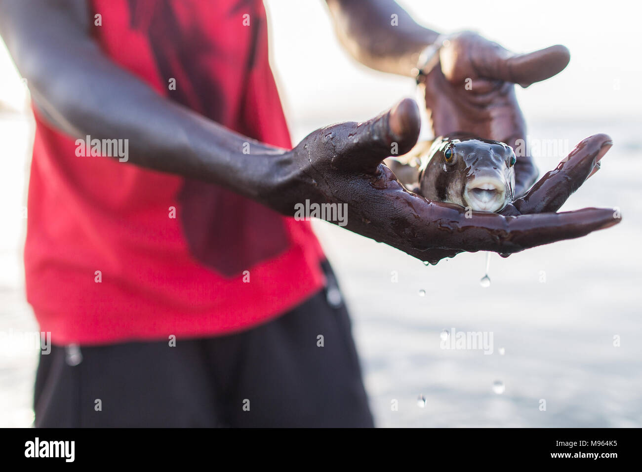 A local holds a Pufferfish after being caught in by a fisherman. Pufferfish can be lethal if not cooked properly so are discarded once caught. Kotu, The Gambia. Stock Photo