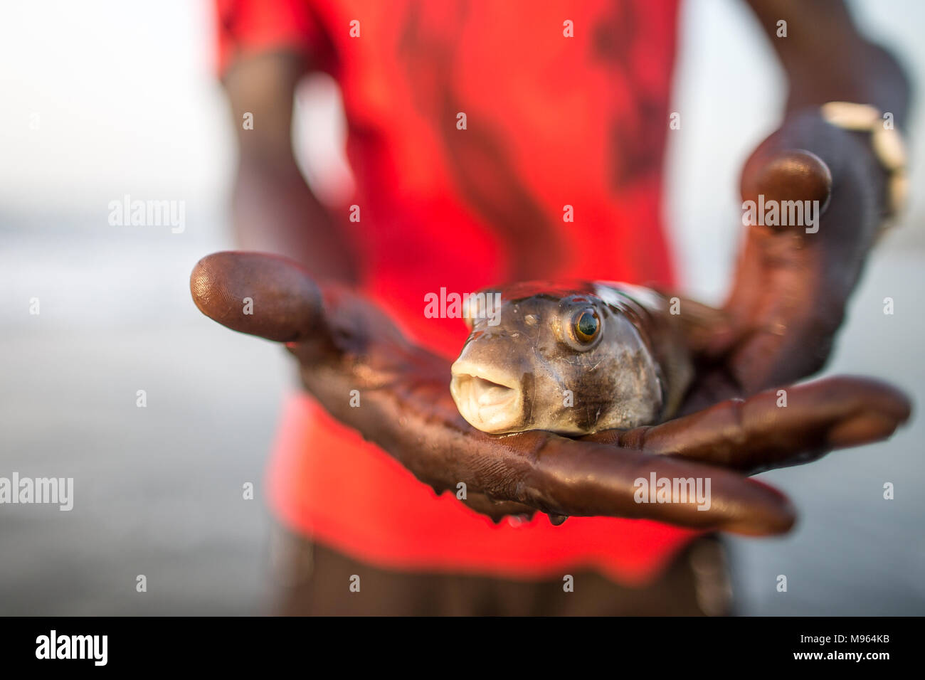 A local holds a Pufferfish after being caught in by a fisherman. Pufferfish can be lethal if not cooked properly so are discarded once caught. Kotu, The Gambia. Stock Photo