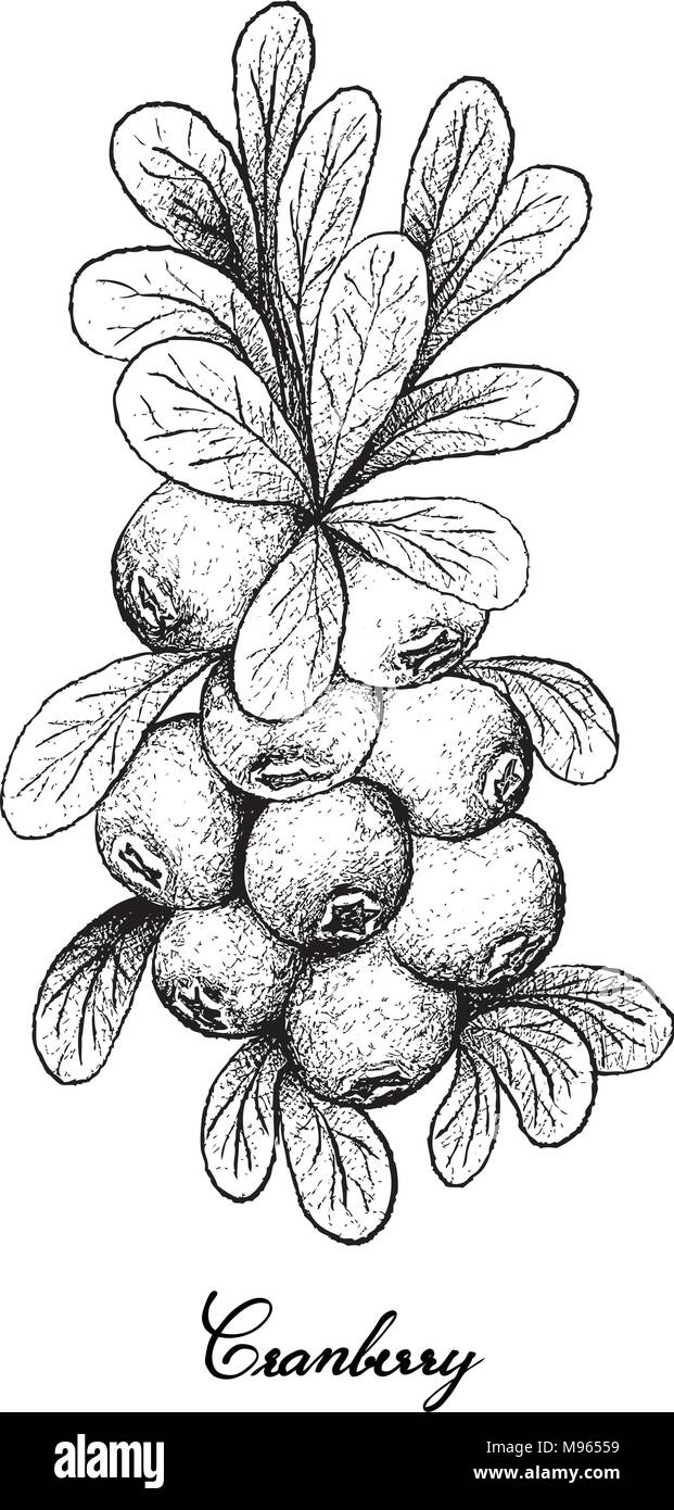 Berry Fruit, Illustration Hand Drawn Sketch of Cranberries Isolated on