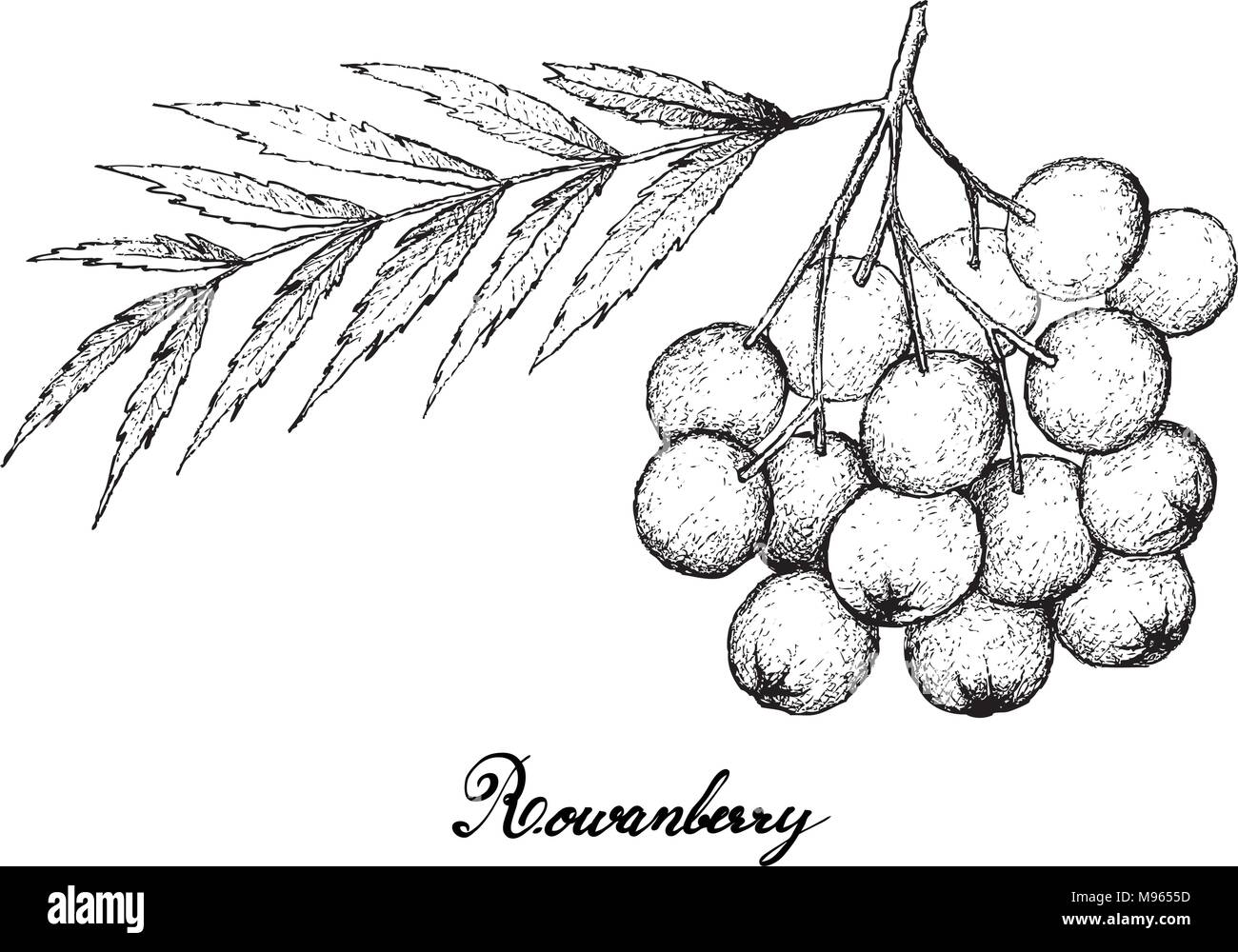 Berry Fruit, Illustration Hand Drawn Sketch of Rowanberries Isolated on White Background. High