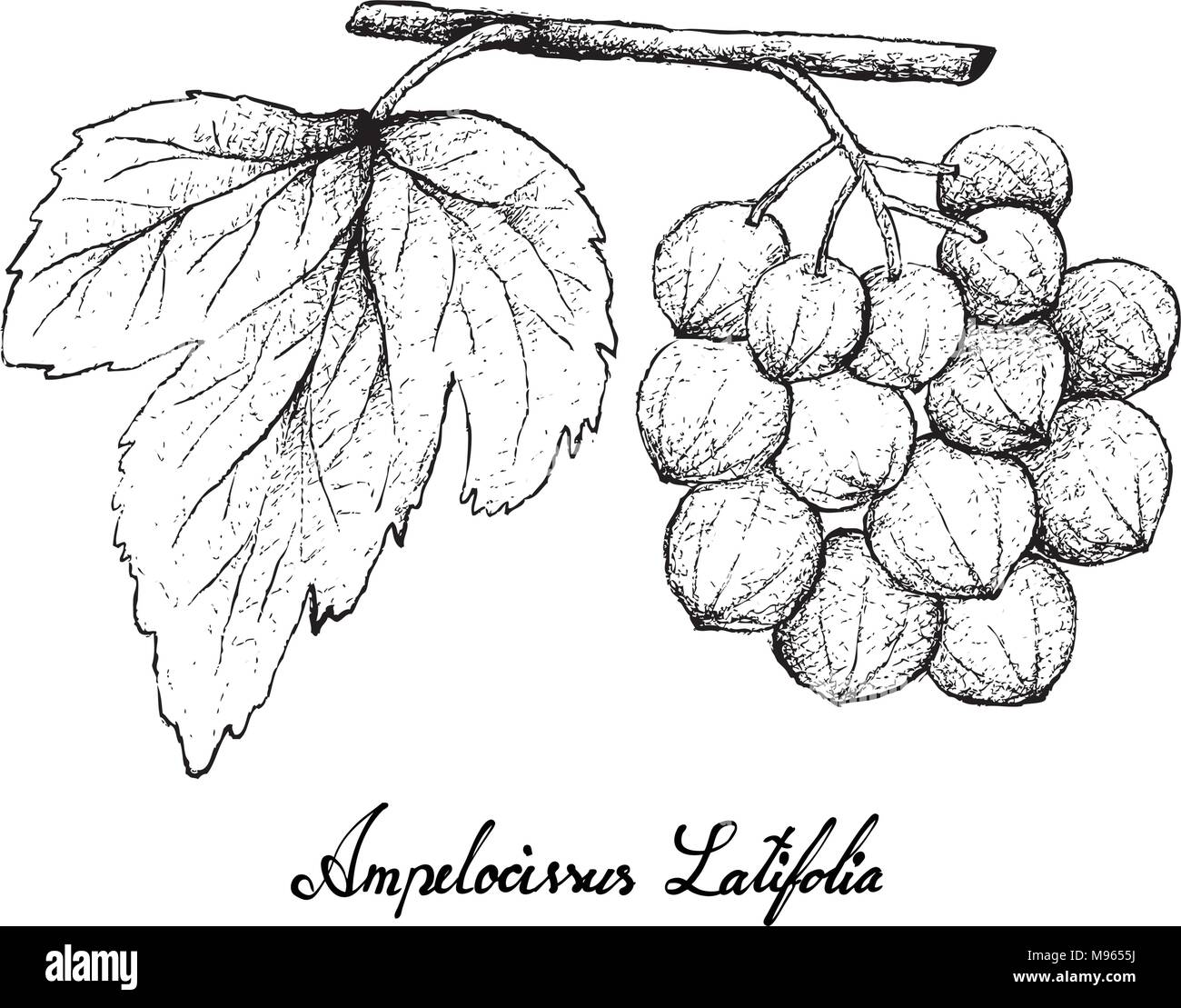 Berry Fruit, Illustration Hand Drawn Sketch of Ampelocissus Latifolia Fruits Isolated on White Background. Stock Vector