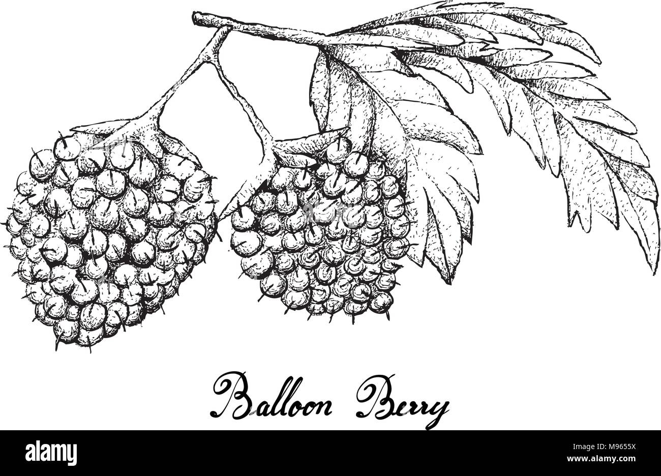 Berry Fruit, Illustration Hand Drawn Sketch of Fresh Balloon Berries or Rubus Illecebrosus Fruits Isolated on White Background. Stock Vector