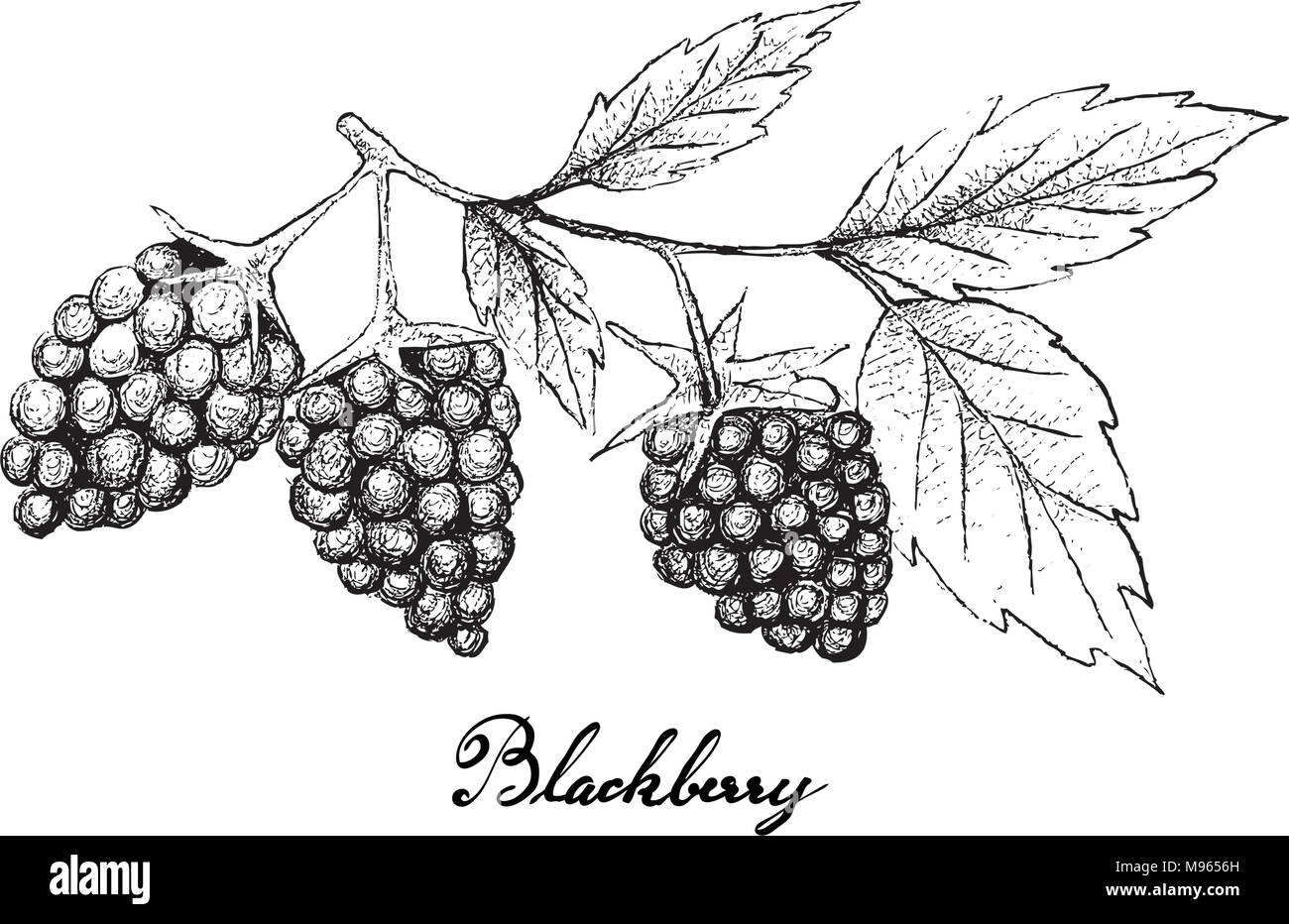 Blackberries Drawing