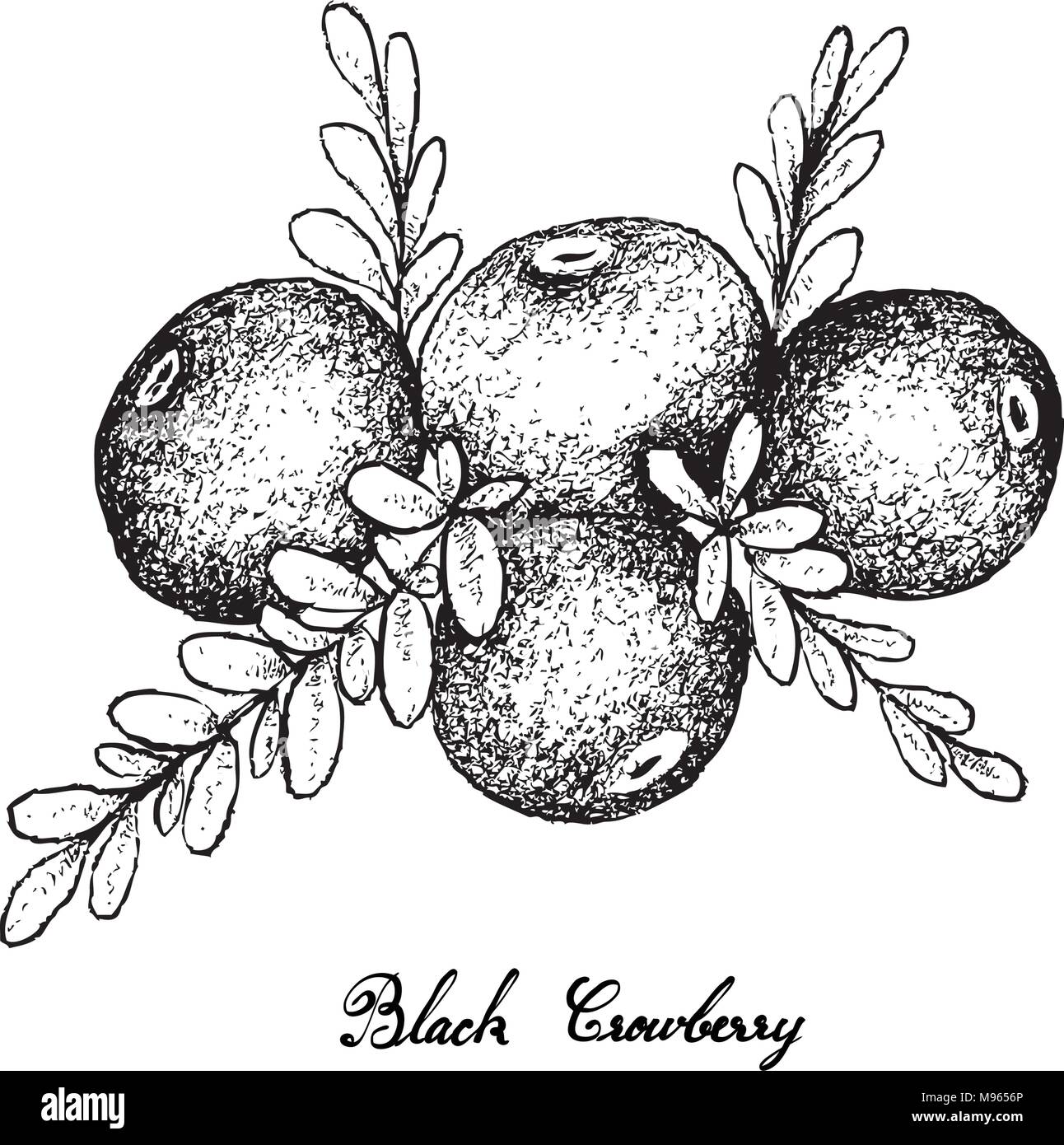 Berry Fruit, Illustration Hand Drawn Sketch of Black Crowberry or Empetrum Nigrum Fruits Isolated on White Background. Stock Vector