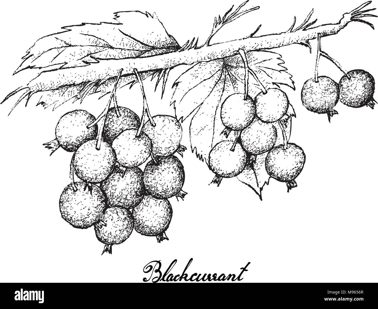 Berry Fruit, Illustration Hand Drawn Sketch of Blackcurrant or Ribes Nigrum Fruits Isolated on