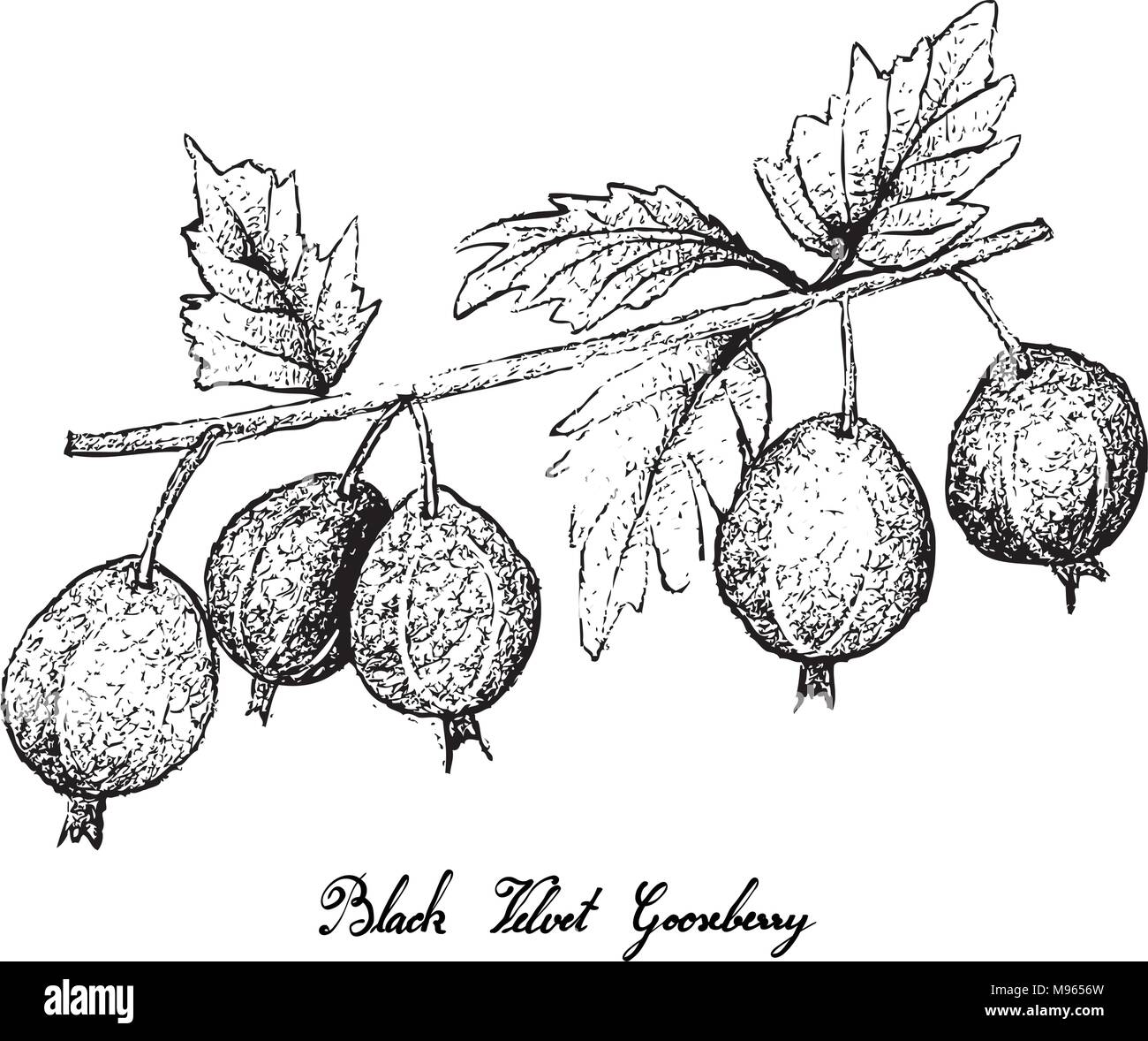 Berry Fruits, Illustration of Hand Drawn Sketch Fresh Black Velvet Gooseberry or Ribes Oxyacanthoides Fruit Isolated on White Background. Stock Vector