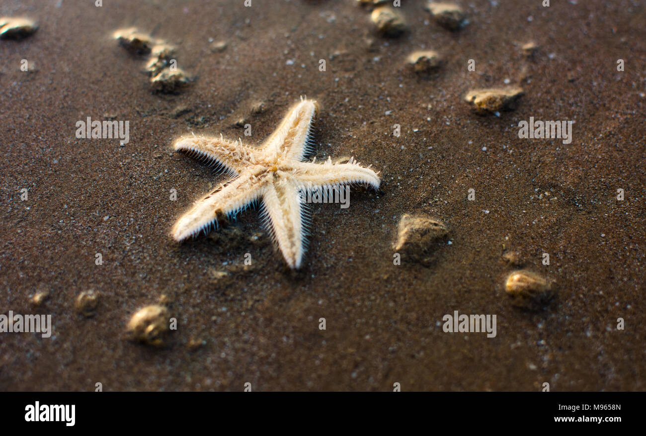 Sea star on the sandy shore splashed by smooth waves Stock Photo - Alamy