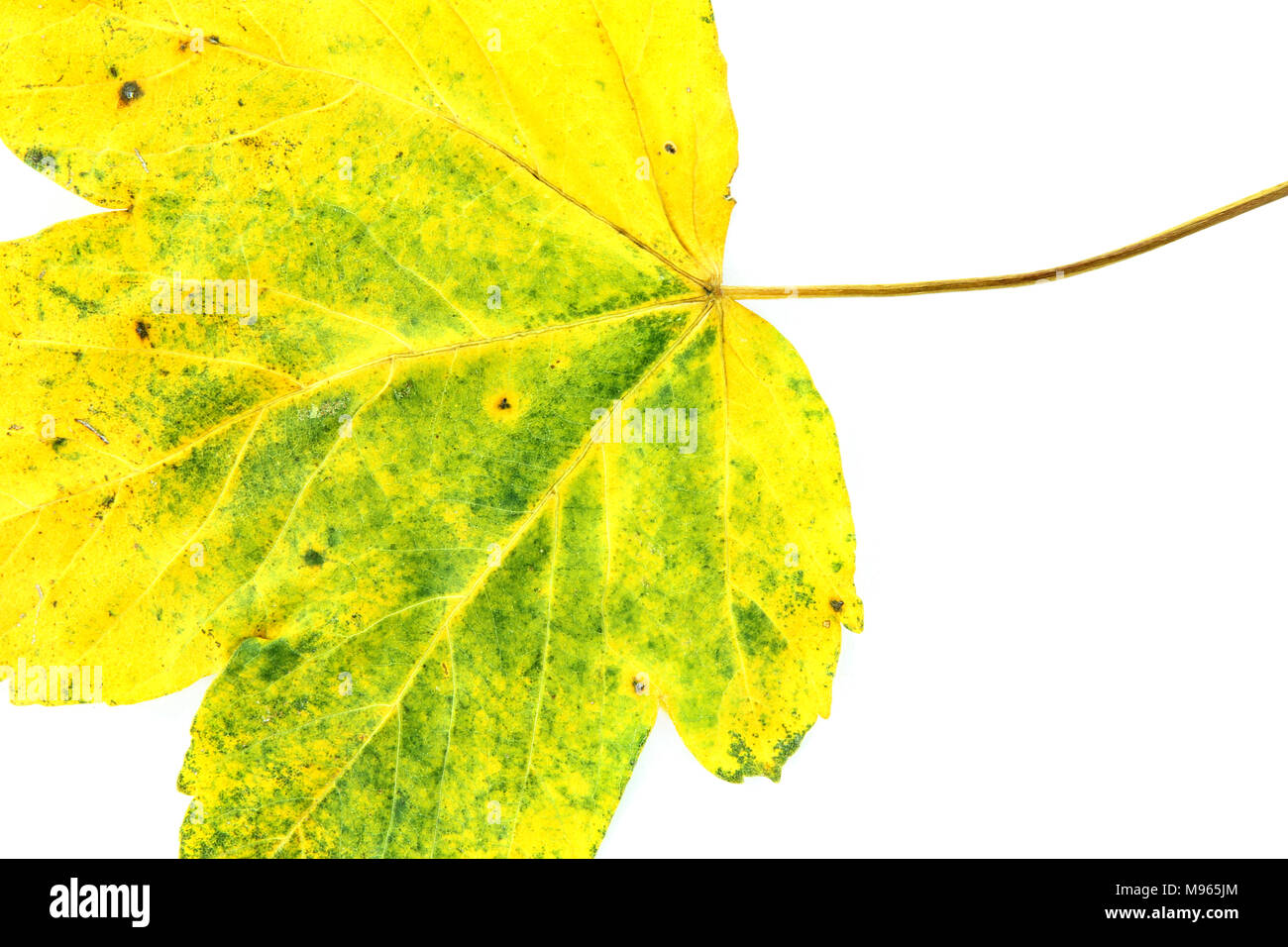 Autumn leaf isolated on the white background Stock Photo - Alamy