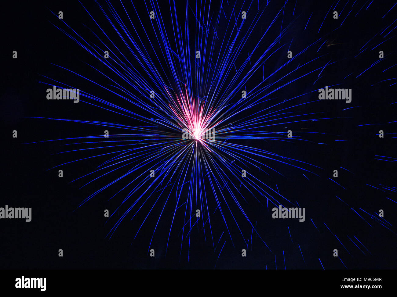 Pink Firework Flower Beautiful blue pink flower from fireworks. The black sky illuminates ...