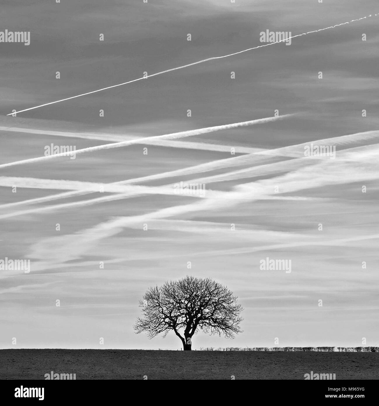 Solitary tree & jet trails, Knocknagullagh, Whitehead, County Antrim. Stock Photo