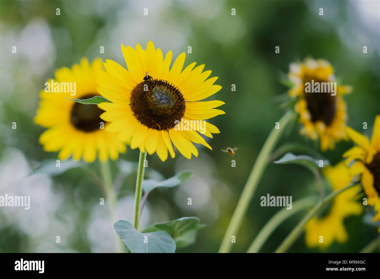 Decorative golden yellow sunflowers in field with bees , close-up Stock ...