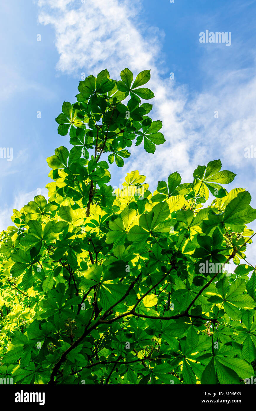 Back lit leaves of Aesculus hippocastanum in strong sunlight with varying degrees of transparency and texture against a blue summer sky with contrail Stock Photo