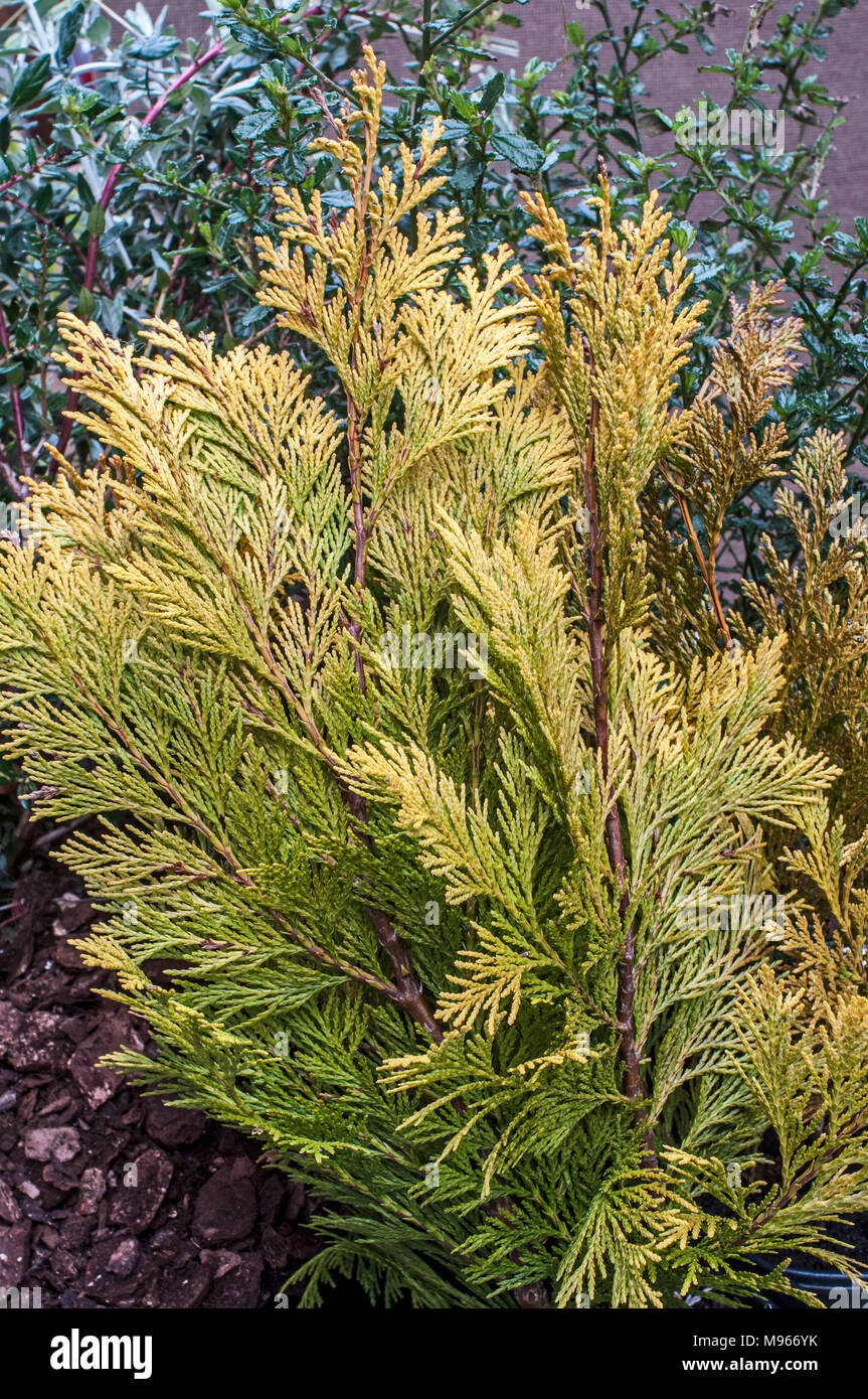 Conifer Chamaecyparis lawsoniana 'Royal Gold' in cloase up. Stock Photo