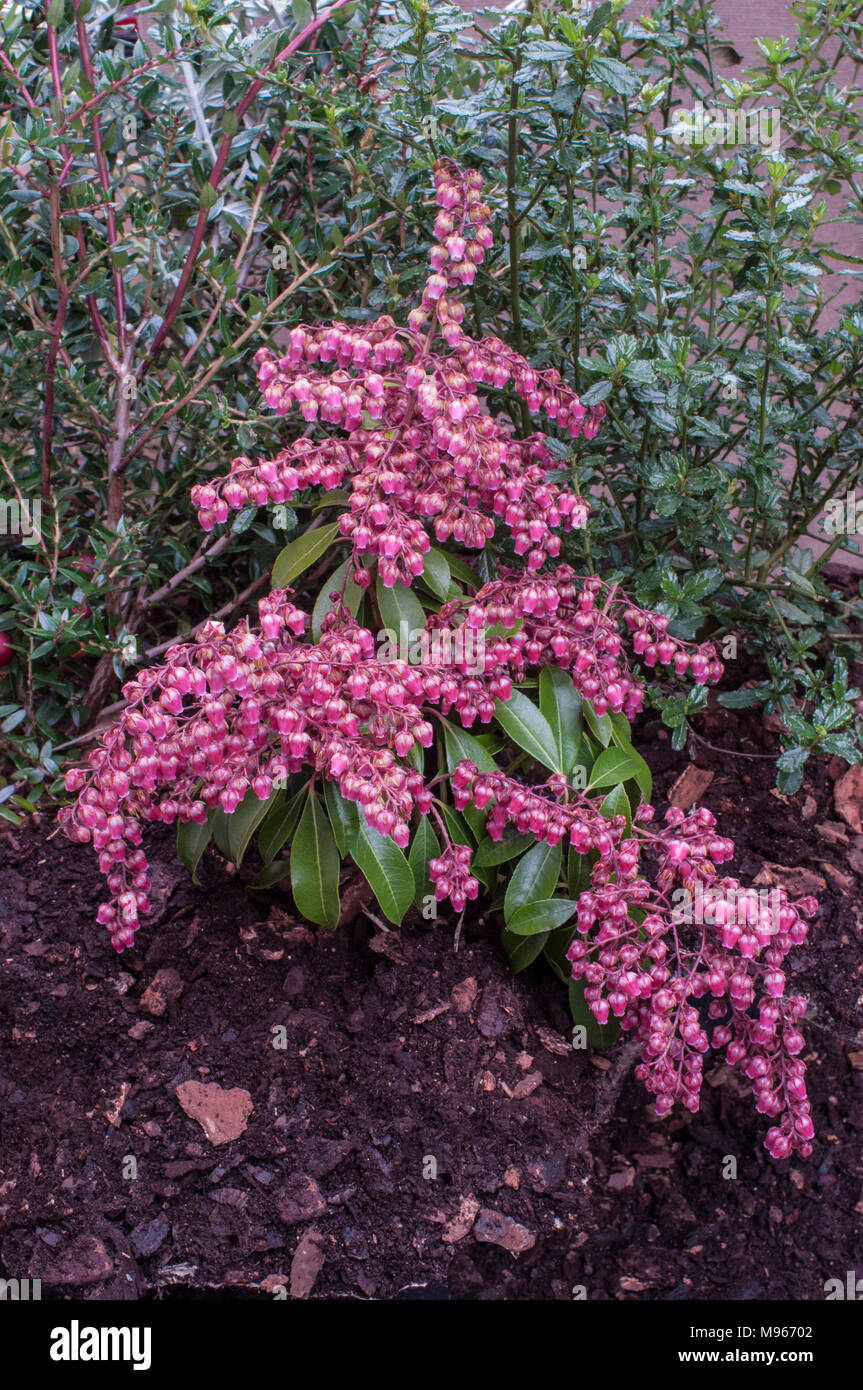 Pieris japonica 'Valley Valentine' with drooping clusters of red and white urn shaped flowers. Stock Photo