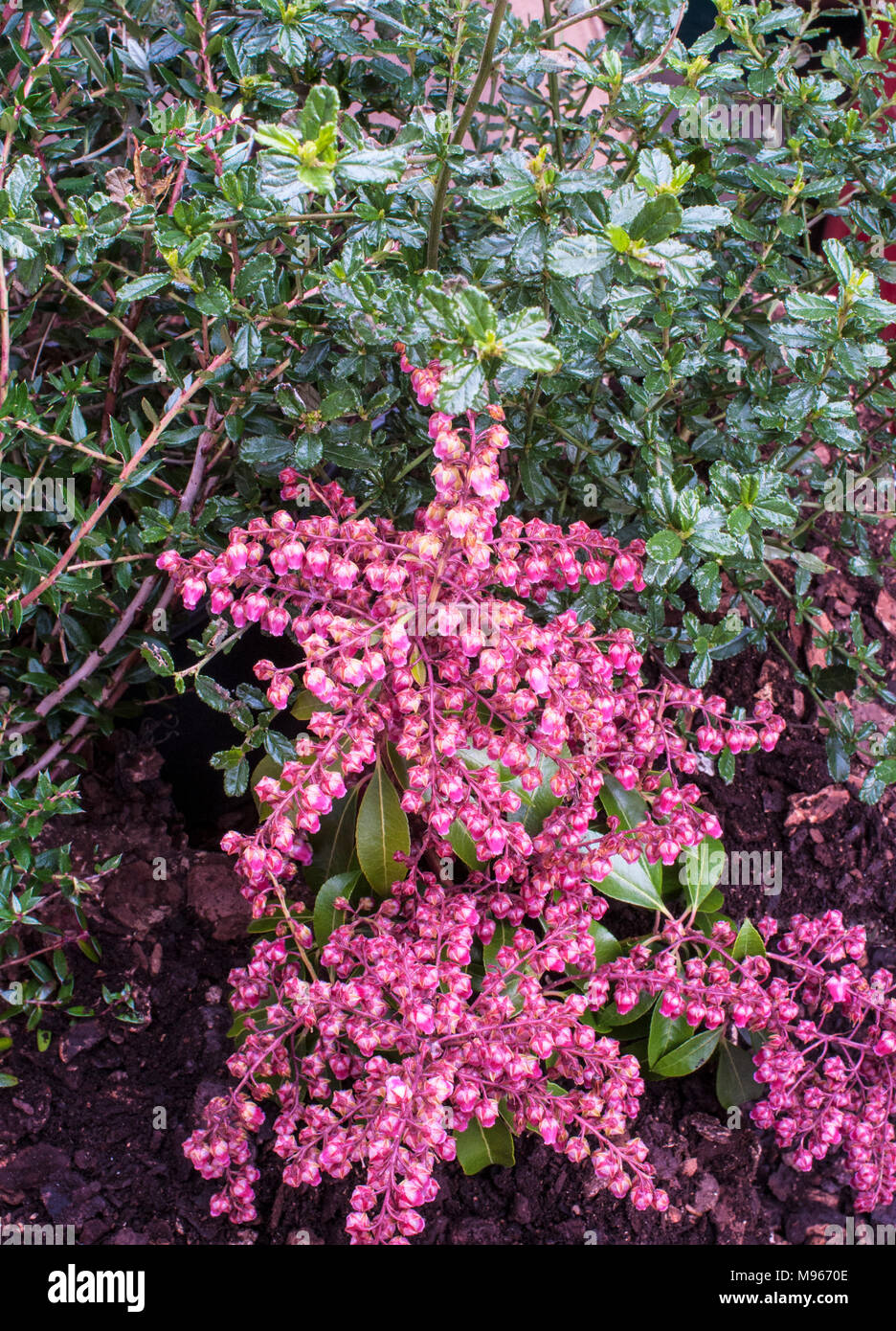 Drooping White Flowers High Resolution Stock Photography and Images Alamy