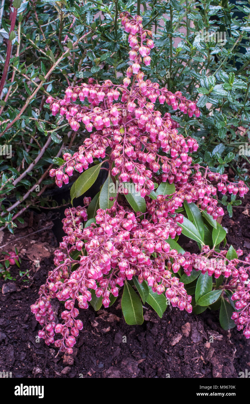 Close up of Pieris japonica 'Valley Valentine' with drooping clusters of red and white urn shaped flowers. Stock Photo