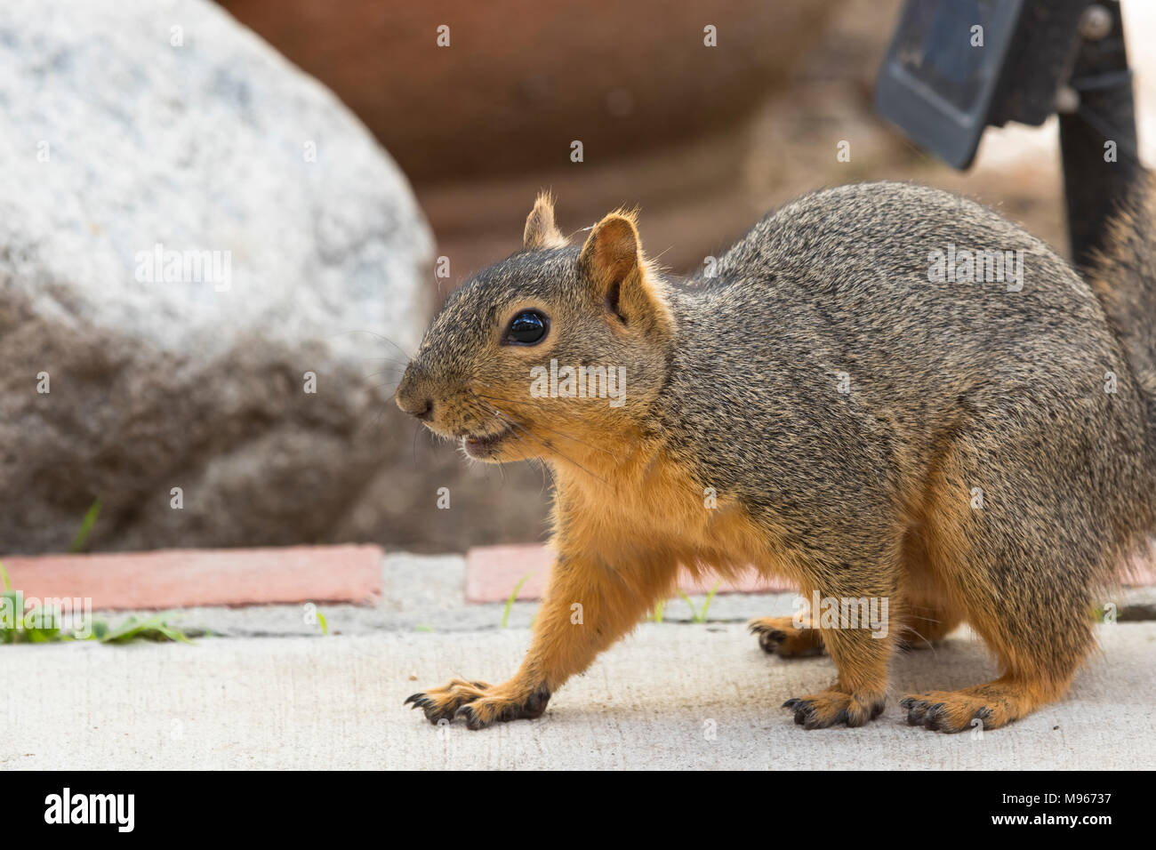 A squirrel on the ground in a garden in Southern California USA Stock Photo
