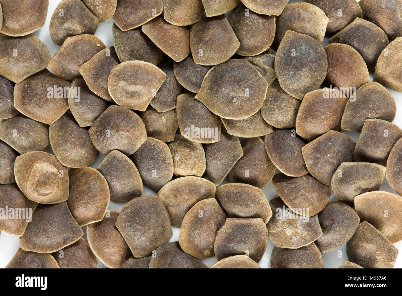 Mimosa plant seeds hi-res stock photography and images - Alamy