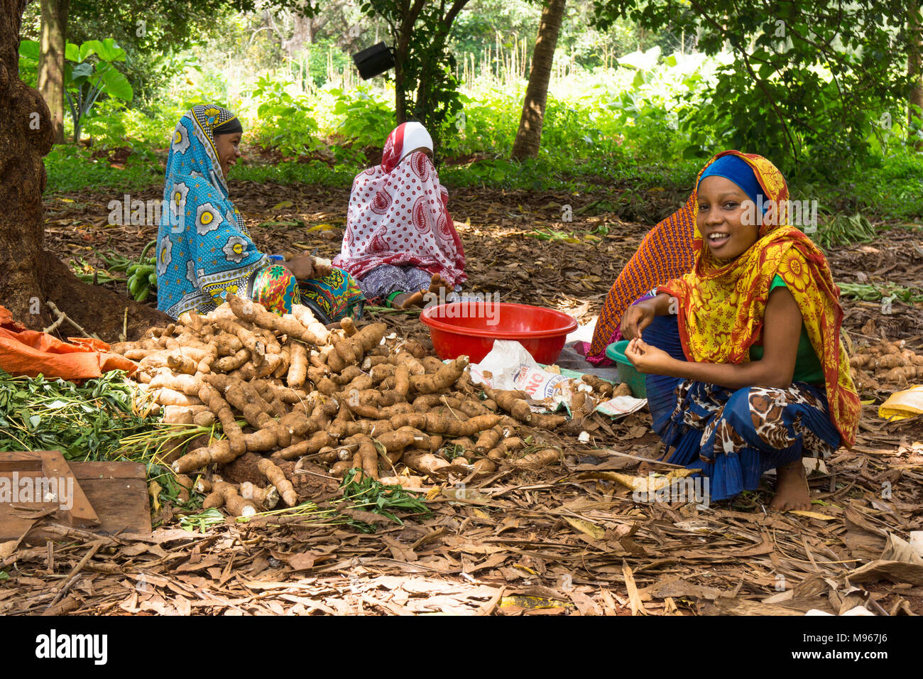 Group of young women working with cassava, Manihot esculenta, roots ...