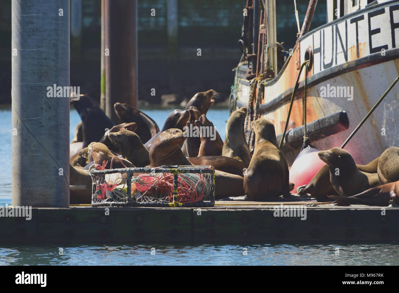 Seals living in the harbor in Newport, Oregon Stock Photo Alamy