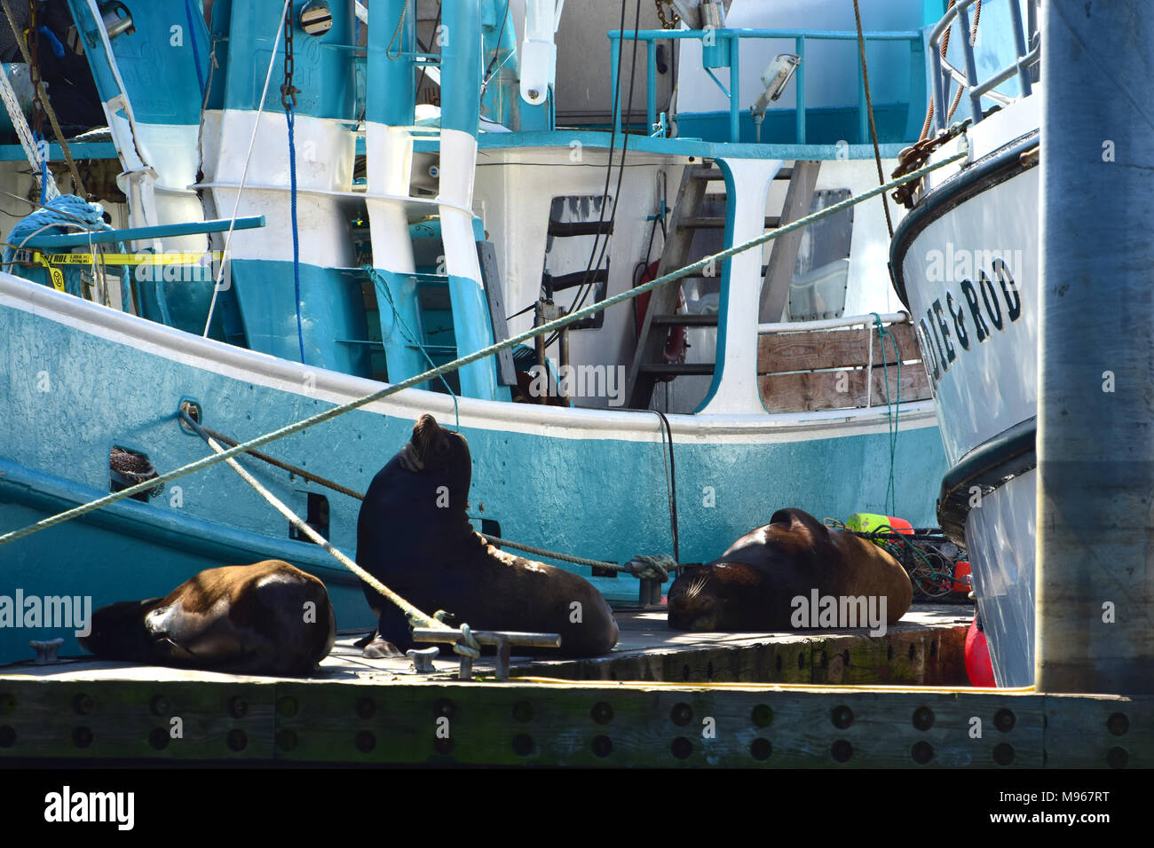 Seals living in the harbor in Newport, Oregon Stock Photo Alamy