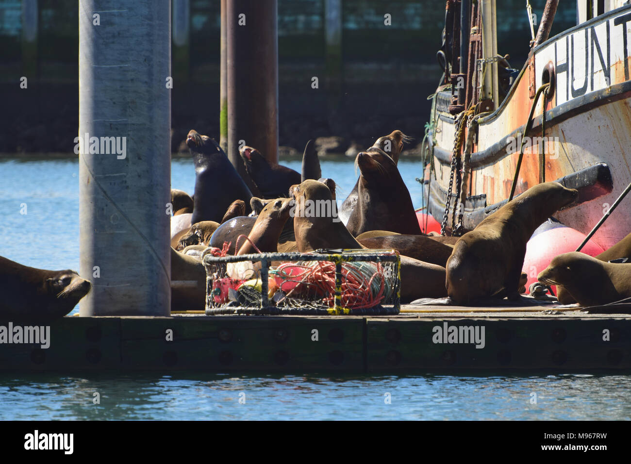 Seals living in the harbor in Newport, Oregon Stock Photo Alamy