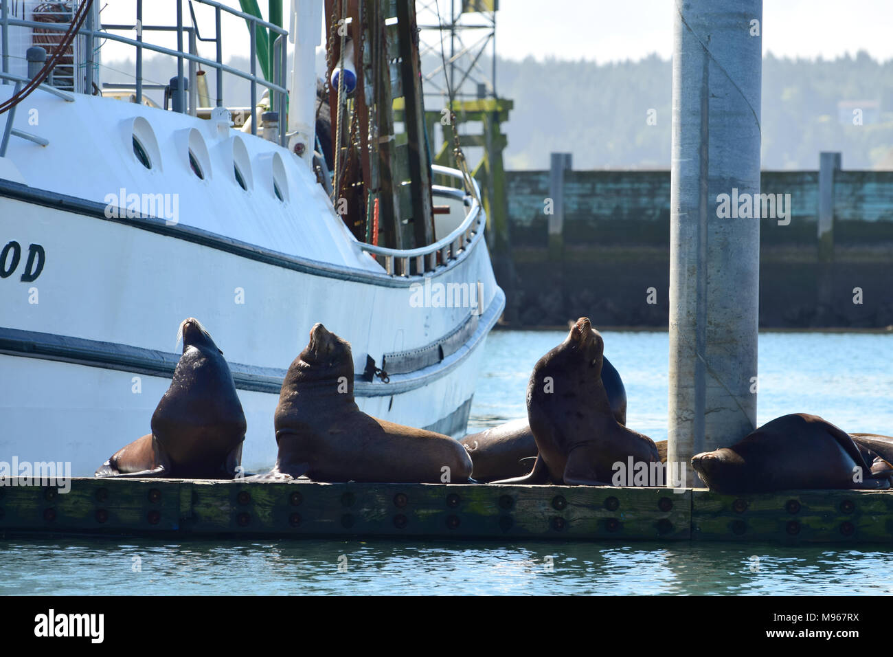 Seals living in the harbor in Newport, Oregon Stock Photo Alamy