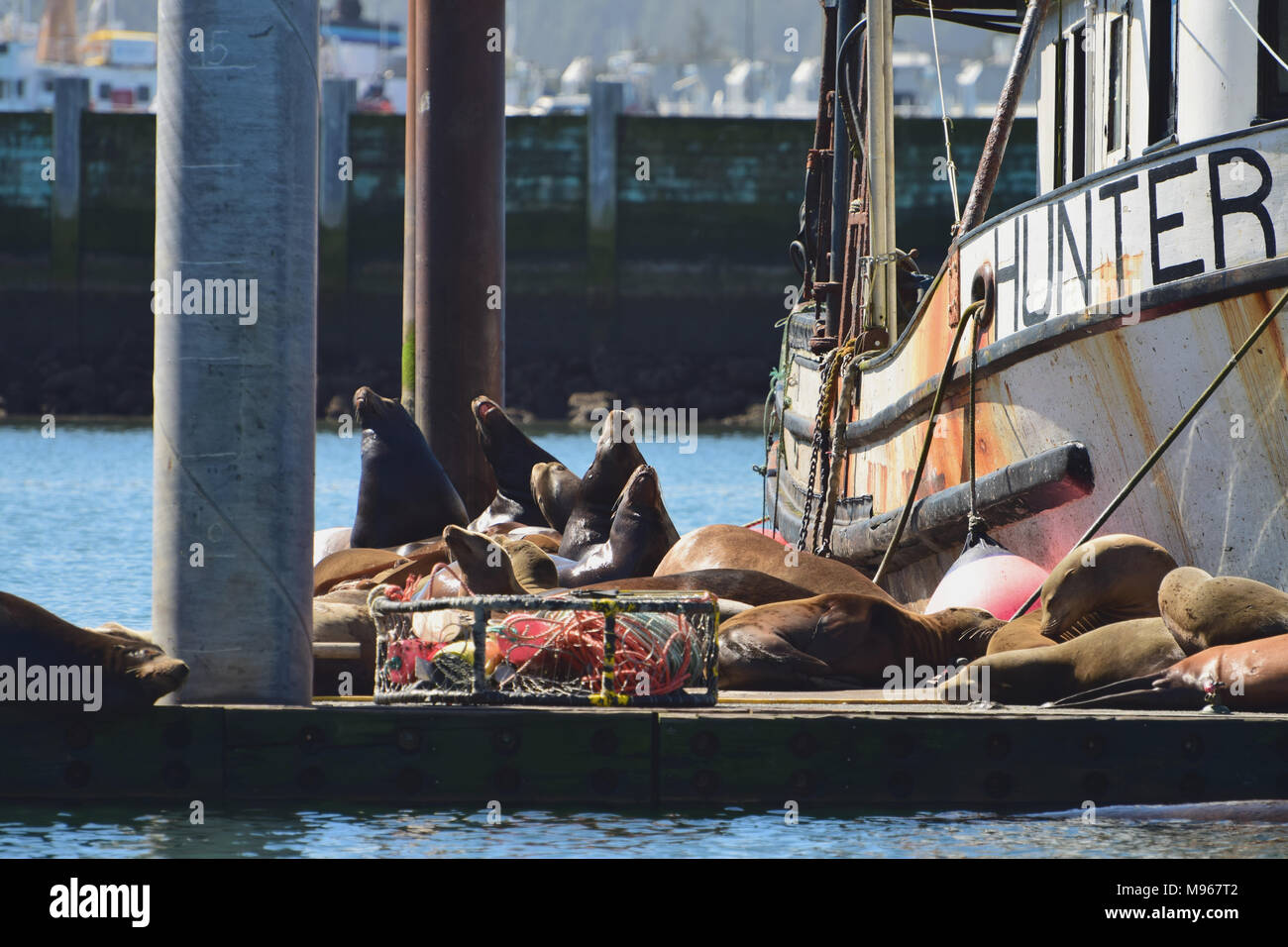 Seal invading harbor hires stock photography and images Alamy