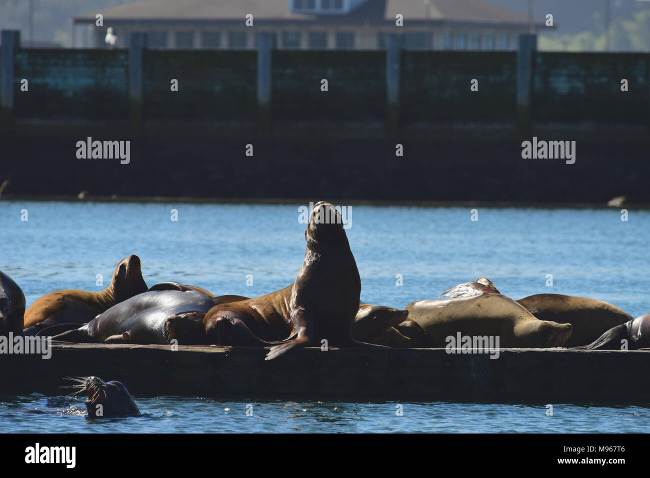 Seal On Marina Dock High Resolution Stock Photography and Images Alamy