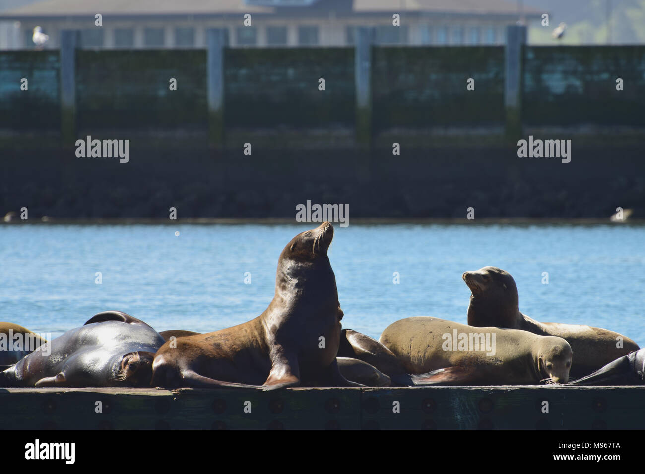 Seals living in the harbor in Newport, Oregon Stock Photo Alamy