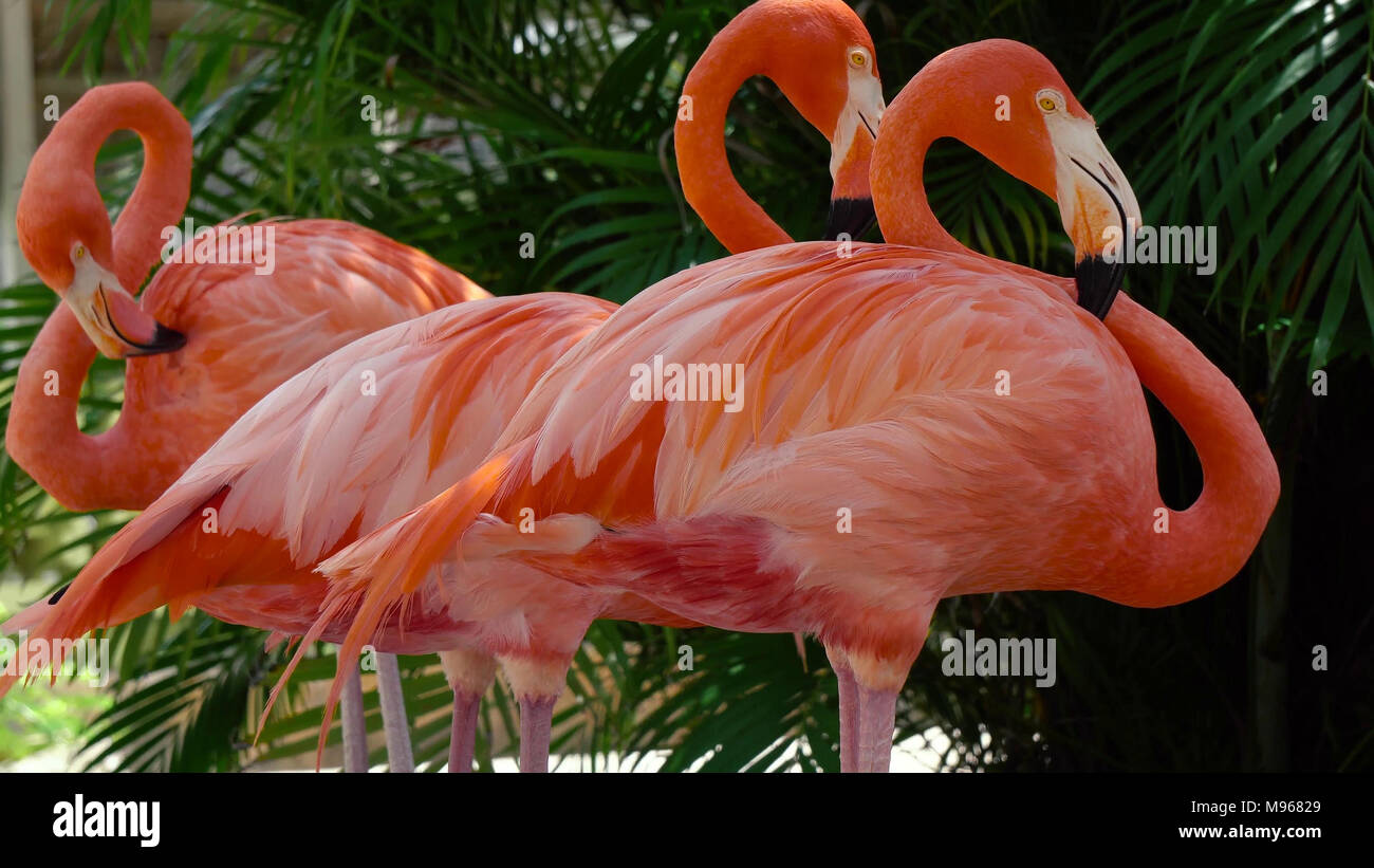 Detail of flamingo head with nice yellow eye Stock Photo