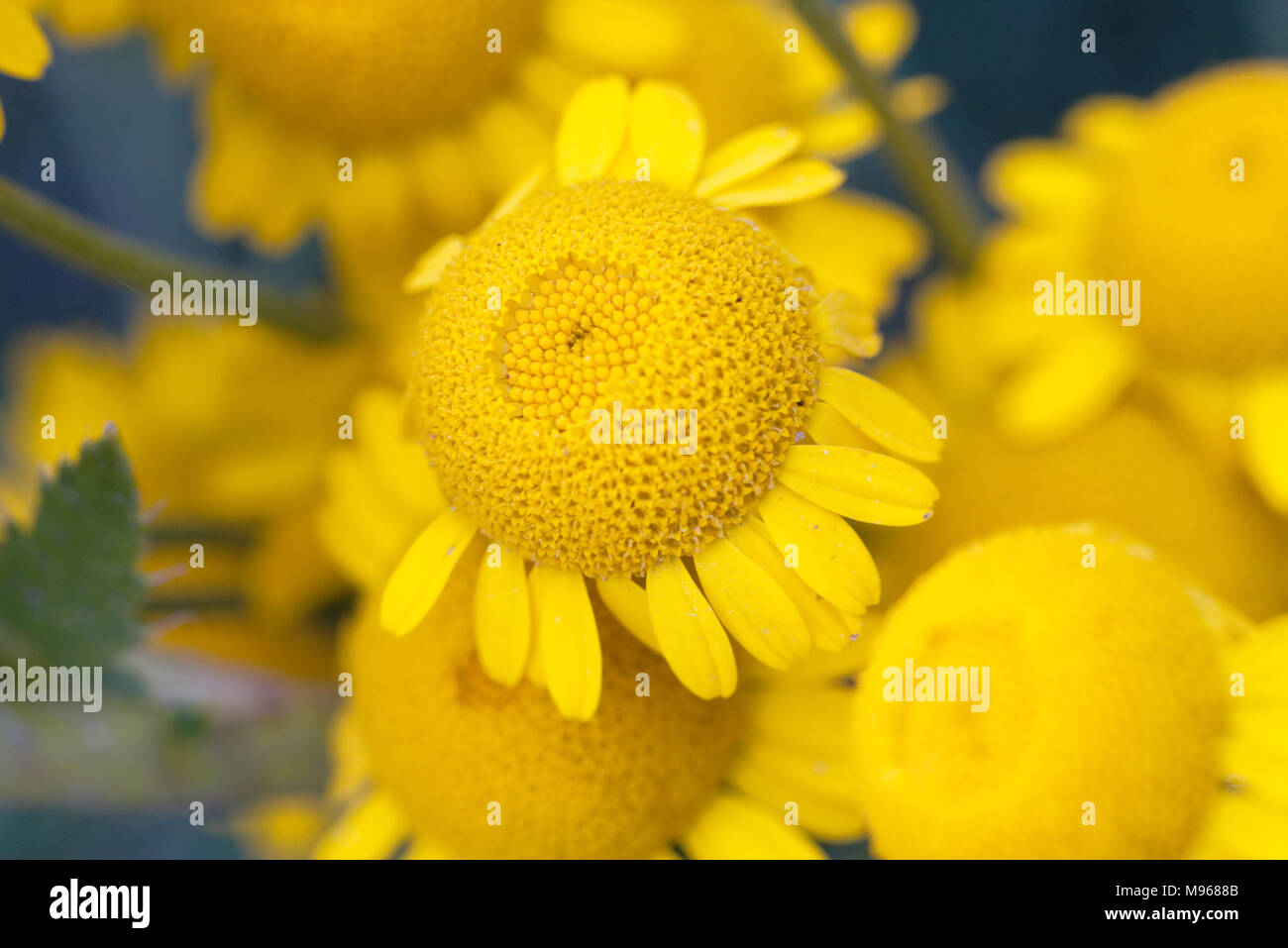 Sunny yellow flowers of dyer's camomile (Anthemis tinctoria) Stock Photo