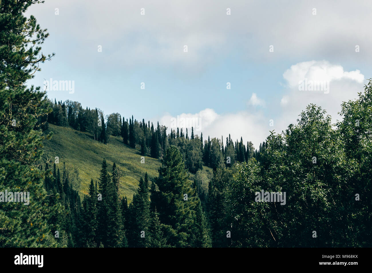 Green pine branches against the sky in the forest Stock Photo - Alamy