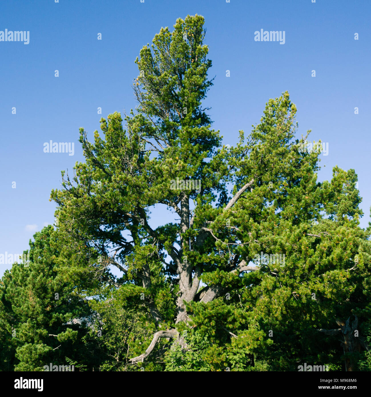 Green pine branches against the sky in the forest Stock Photo - Alamy