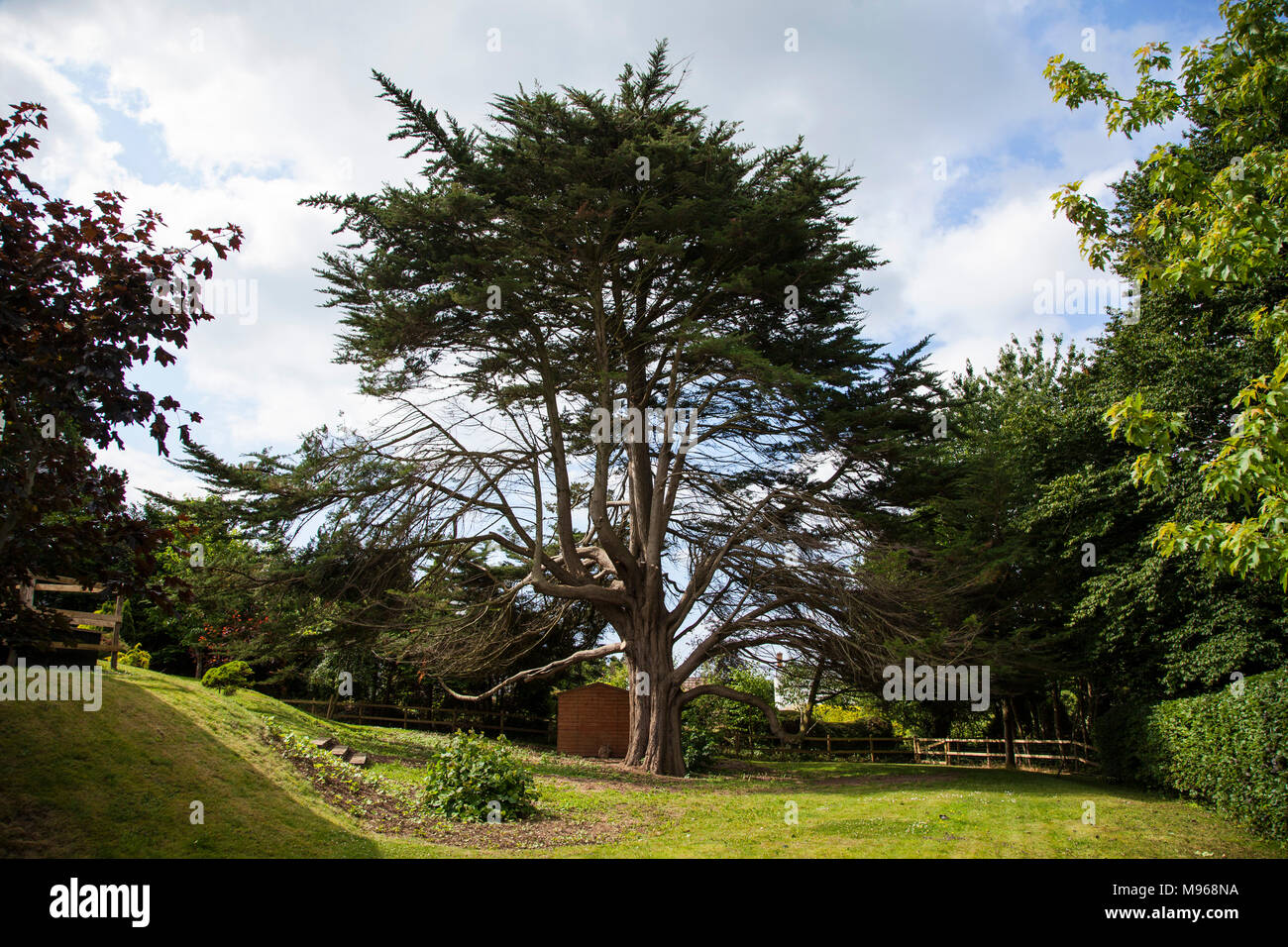 Monterey Cyprus tree in a Devon garden - Cupressus macrocarpa, with a garden shed underneath Stock Photo