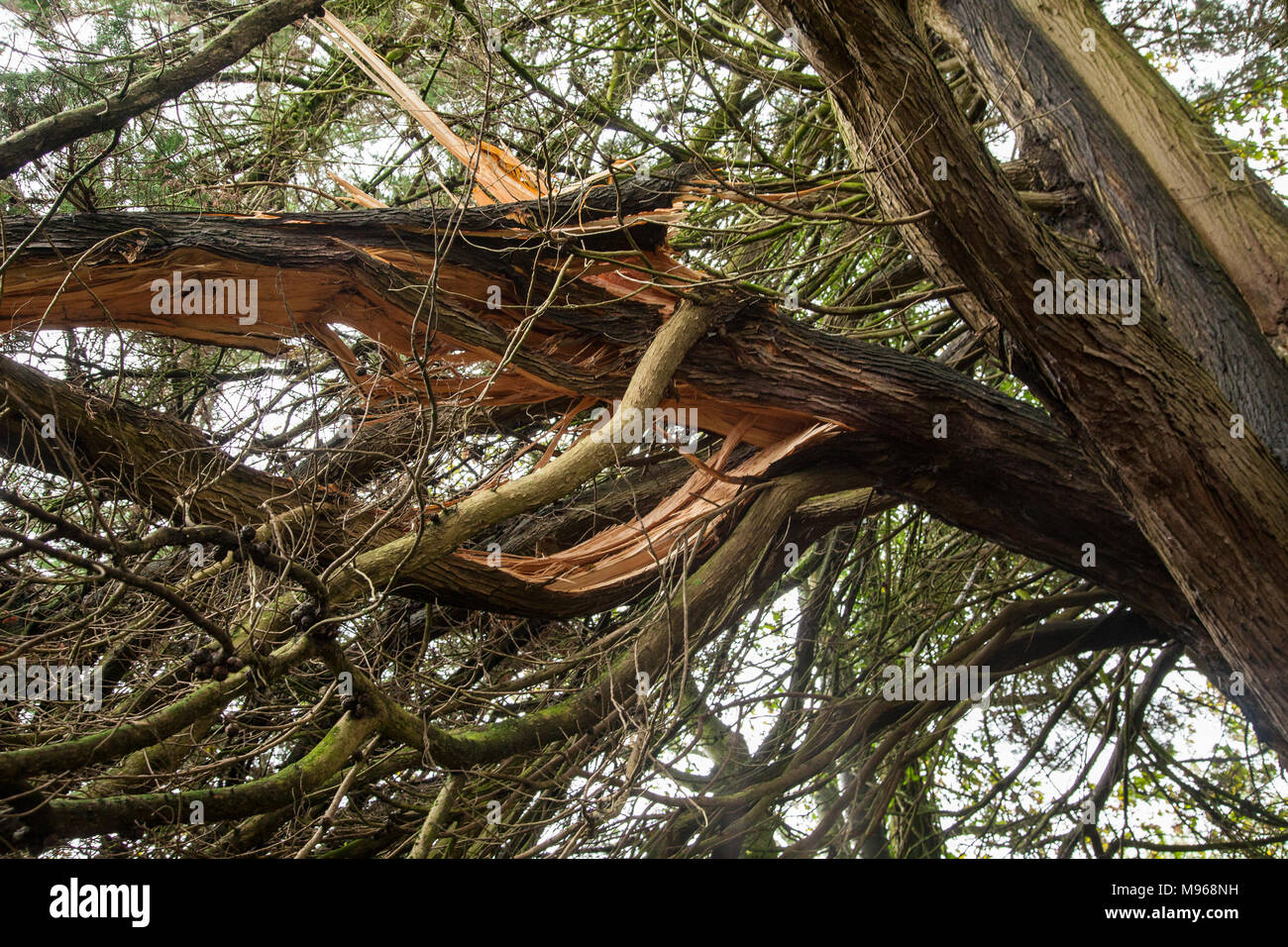 Branch of a Monterey Cyprus tree snapped broken in storms, Devon. Stock Photo
