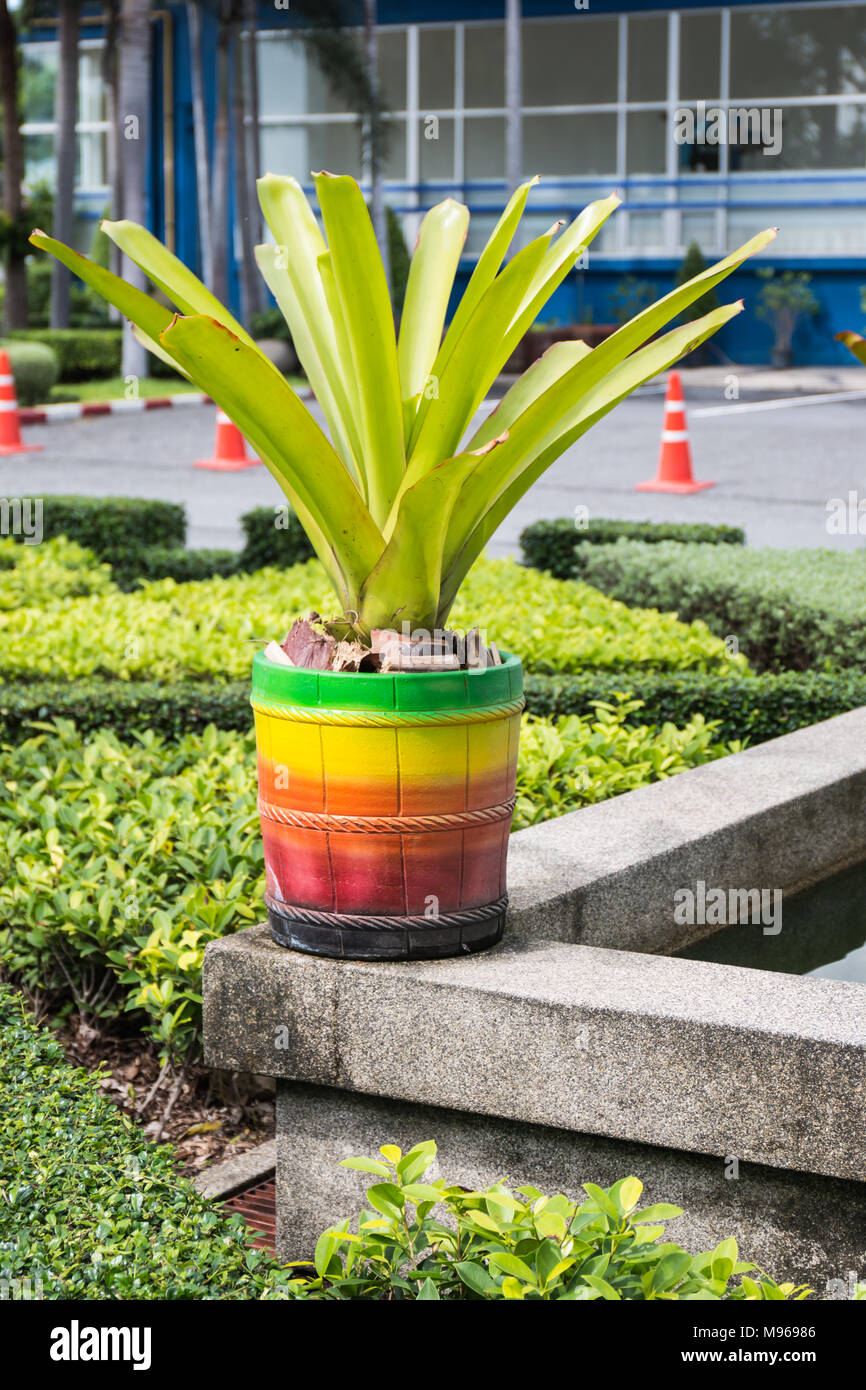 Colorful of baked clay pot with  Bromeliad plant Stock Photo