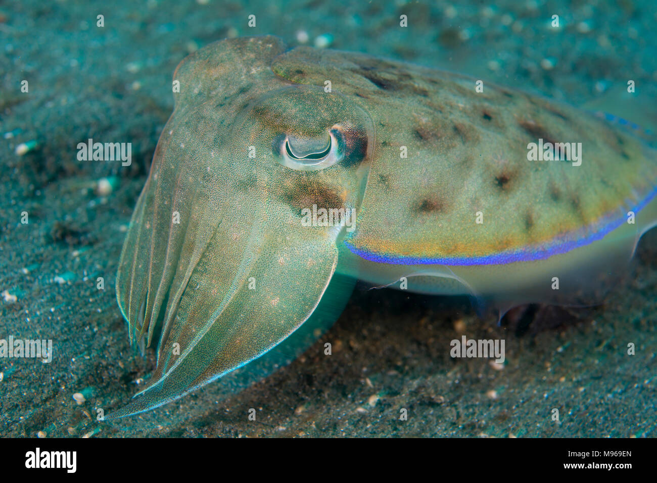 A Golden Cuttlefish, Sepia esculenta, Lembeh Island, Lembeh Strait, Pacific Ocean, Indonesia, Stock Photo