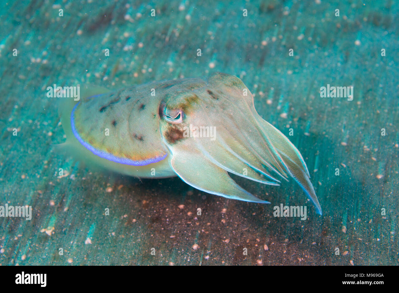 A Golden Cuttlefish, Sepia esculenta, Lembeh Island, Lembeh Strait, Pacific Ocean, Indonesia, Stock Photo