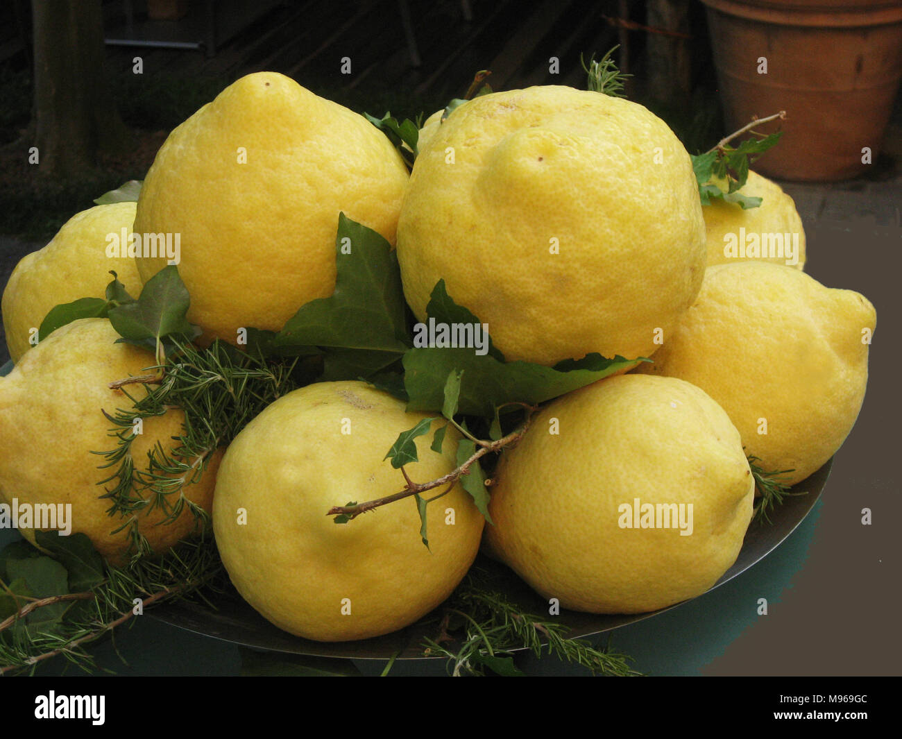 Bowl of huge sweet and sour lemons in southern Italy Stock Photo