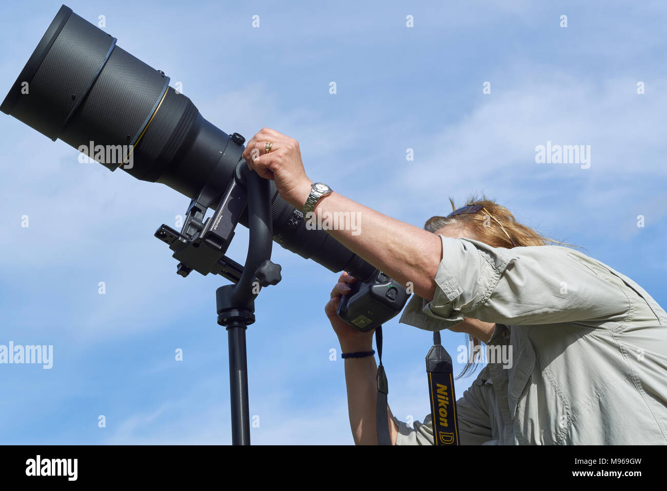 A Female Wildlife Photographer in action, somewhere in Cairngorm National Park in the Scottish Highlands, on one warm Summers afternoon. Stock Photo