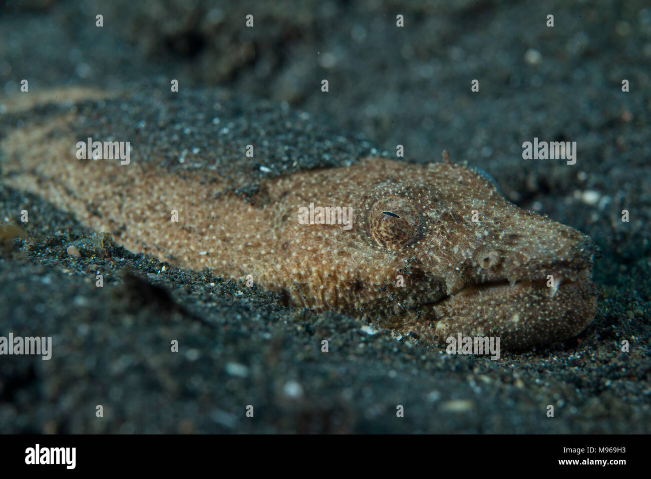 Crocodile Snake Eel, Brachysomophis crocodilinus, Lembeh Island, Lembeh Strait, Pacific Ocean, Indonesia, Stock Photo