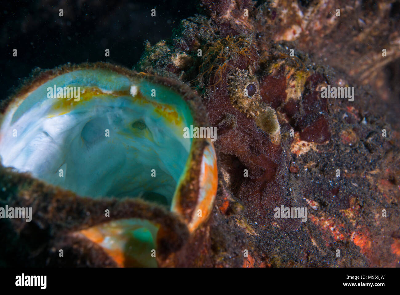 An Estuarine stonefish, Synanceia horrida, gaping it's mouth, Lembeh Island, Lembeh Strait, Pacific Ocean, Indonesia, Stock Photo