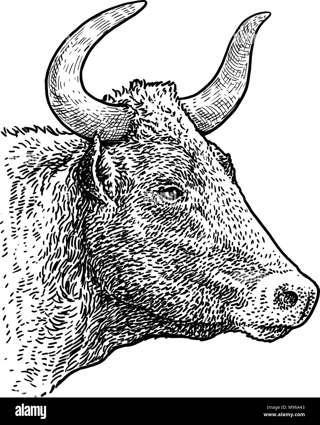 Cow Head Sketch. Bull Heads Engraving, Livestock Agriculture Cattle Food  Isolated Face Ink Vector Hand Drawing Stock Vector - Illustration of eyes,  graphic: 303644729